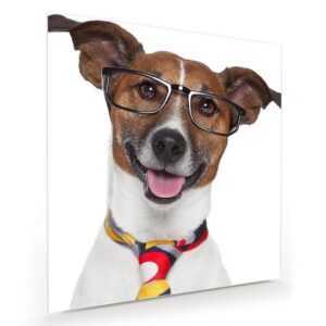 Primedeco Glasbild Wandbild Quadratisch Hund mit Krawatte mit Aufhängung, Tiere