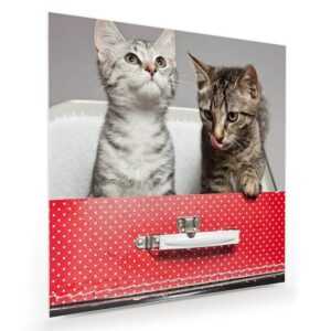 Primedeco Glasbild Wandbild Quadratisch Katzen im Koffer mit Aufhängung, Tiere